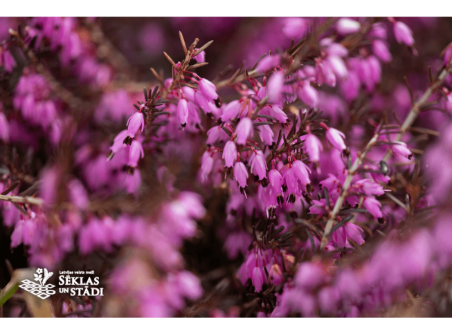 Erica carnea   'Jennifer Anne'